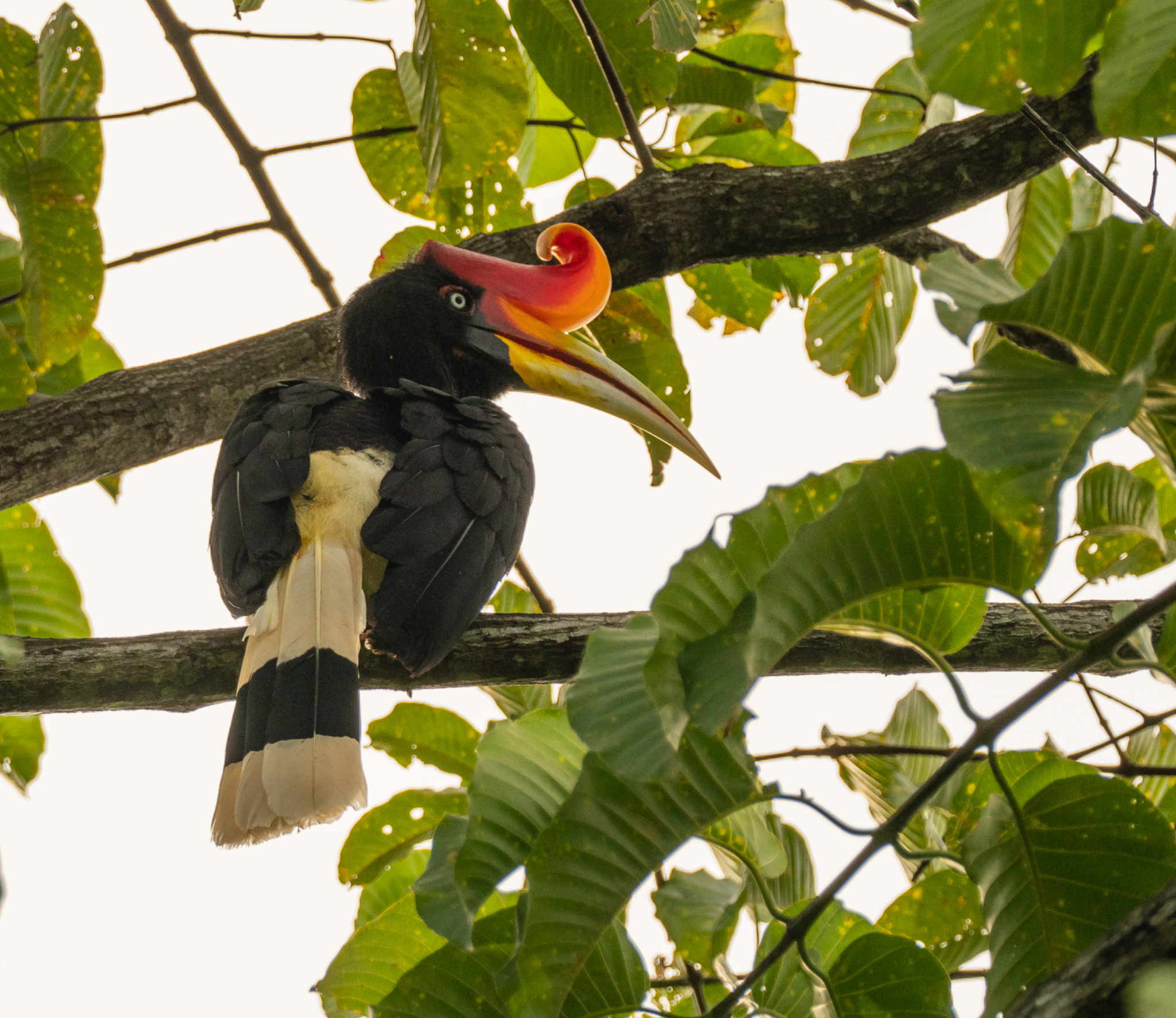 Rhinoceros Hornbill